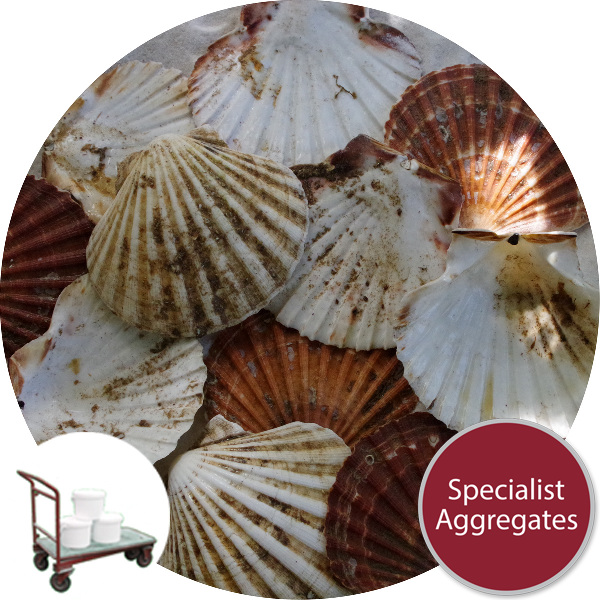 Sea Shells - Scallop Cups and Flats - Click & Collect